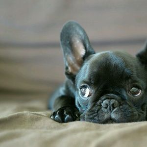 Meet your Posher, Jme